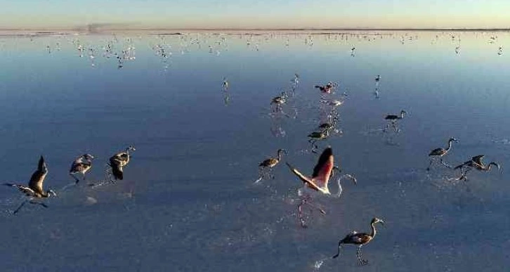Bakan Kurum: 'Tuz Gölü’ne su taşıdık, flamingolara can suyu verdik'